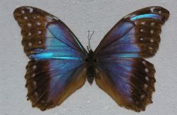 Morpho didius gynandromorph (117) (Internet Image property of respective owner, non-commercial use only)